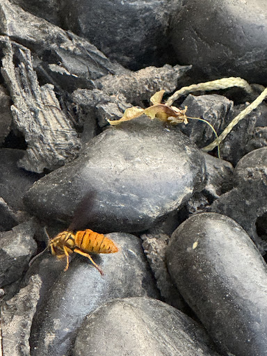 Pest control near me in Concord