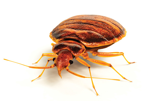 NYC Bedbug Inspections
