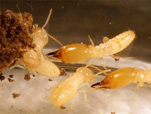 Pest Control Solutions