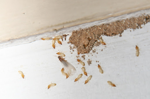 Phoenix Pest & Termite Control