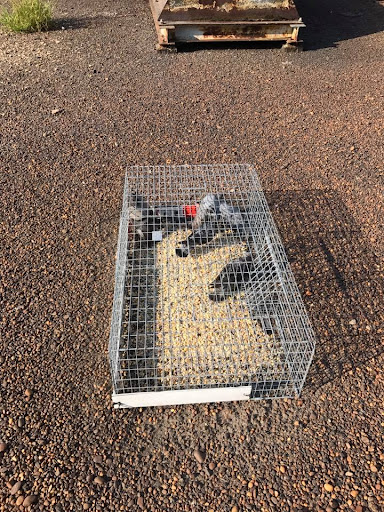 Pro Bird Control Birmingham