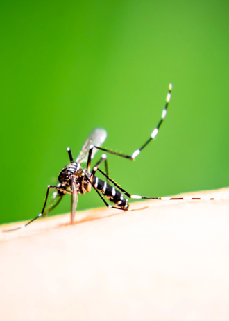 Revamped Pest Management