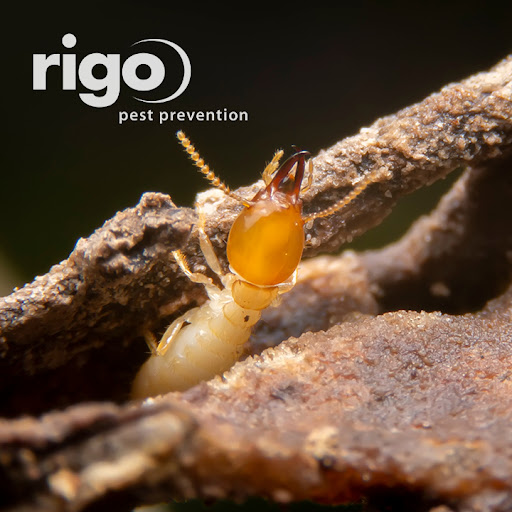 Rigo Pest Prevention