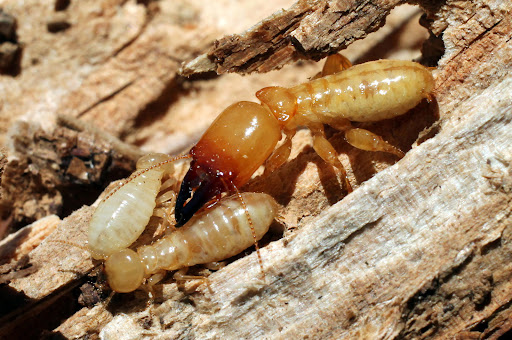 Pest control near me in Harpersville