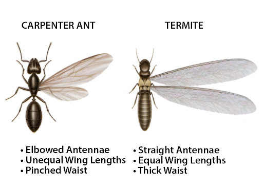 Rose Pest Solutions Cincinnati