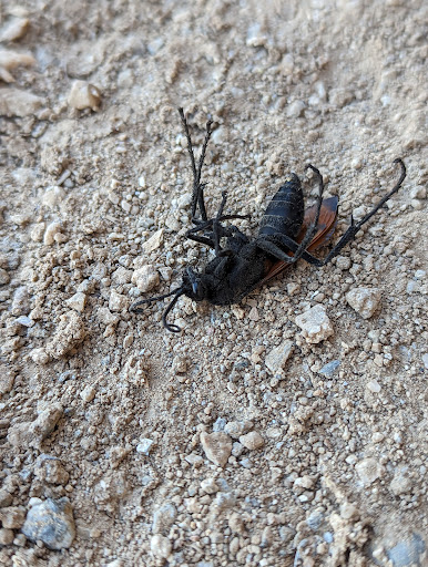 Sentinel Pest Control
