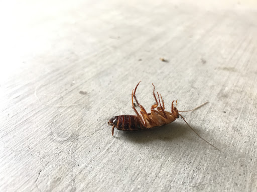 Pest control near me in Chandler