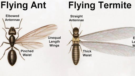 Pest control near me in Cottonwood