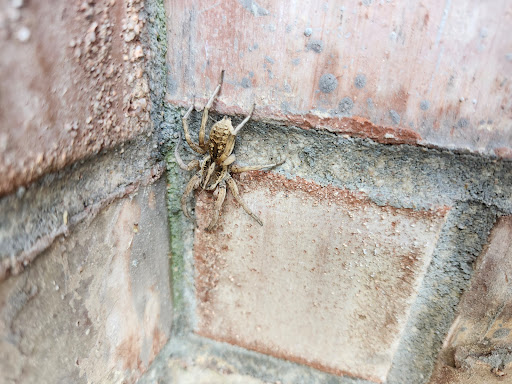 Strike First Pest Management LLC