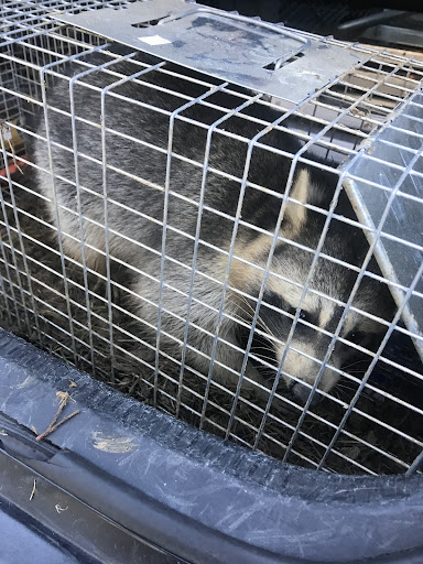The Squirrel Guys