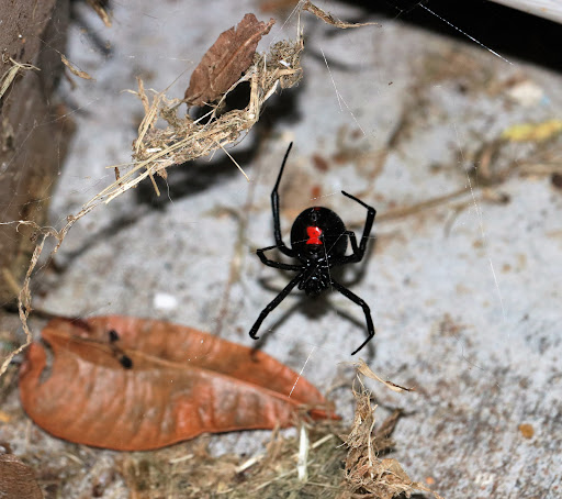 TNT Pest Control