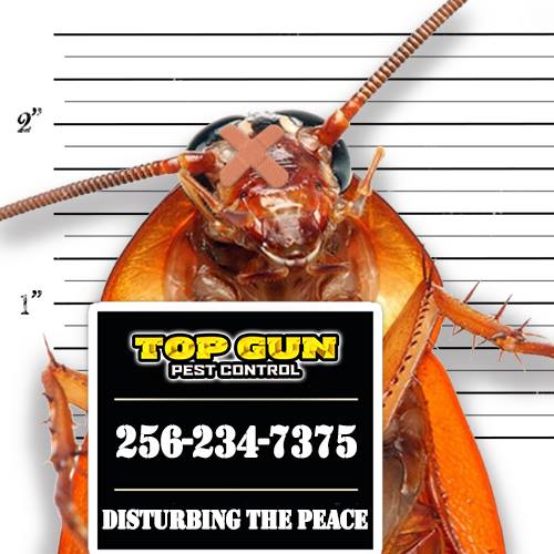 Top Gun Pest Control