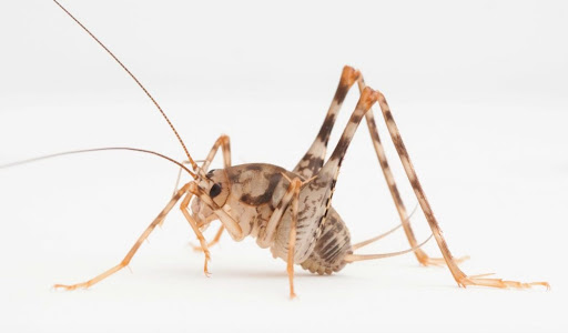 Truly Nolen Pest Control of New York